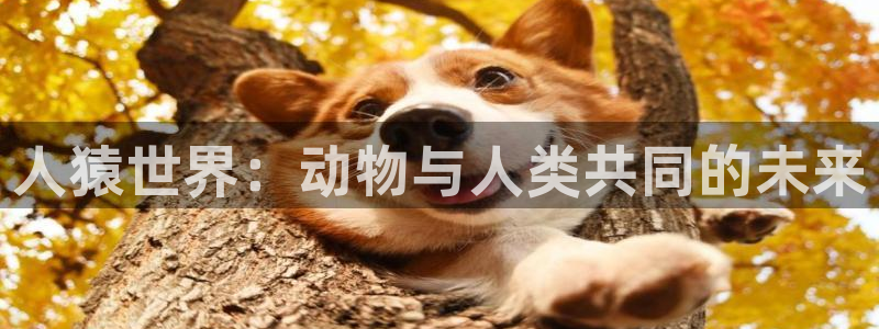 午夜大网片