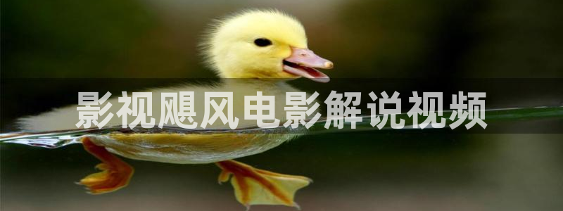 午夜免费视频播放器：影视飓风电影解说视频