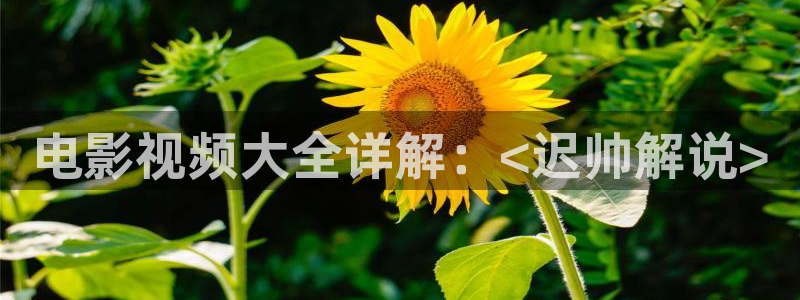 伦理片欧美午夜影院：电影视频大全详解：<迟帅解说>